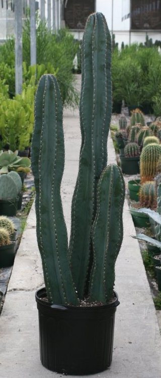 14" Cereus Peruvianus